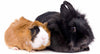 Can my Rabbit and Guinea Pig Live Together?