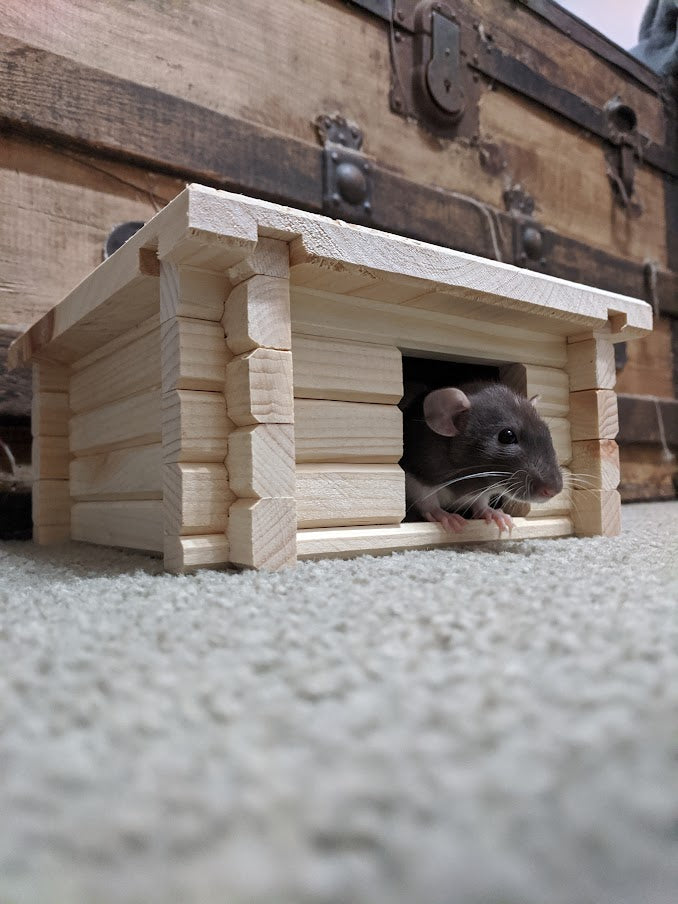 Rat Care: An Overview
